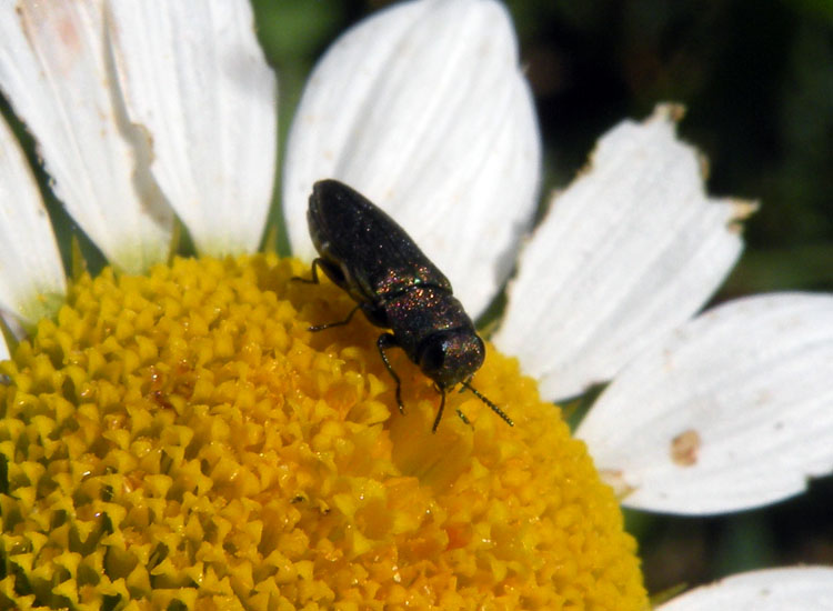 Anthaxia millefolii e Coraebus elatus